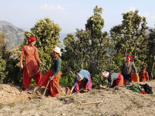 पाइपलाइन खन्नेदेखि बेल्चा चलाउने काममा महिला 